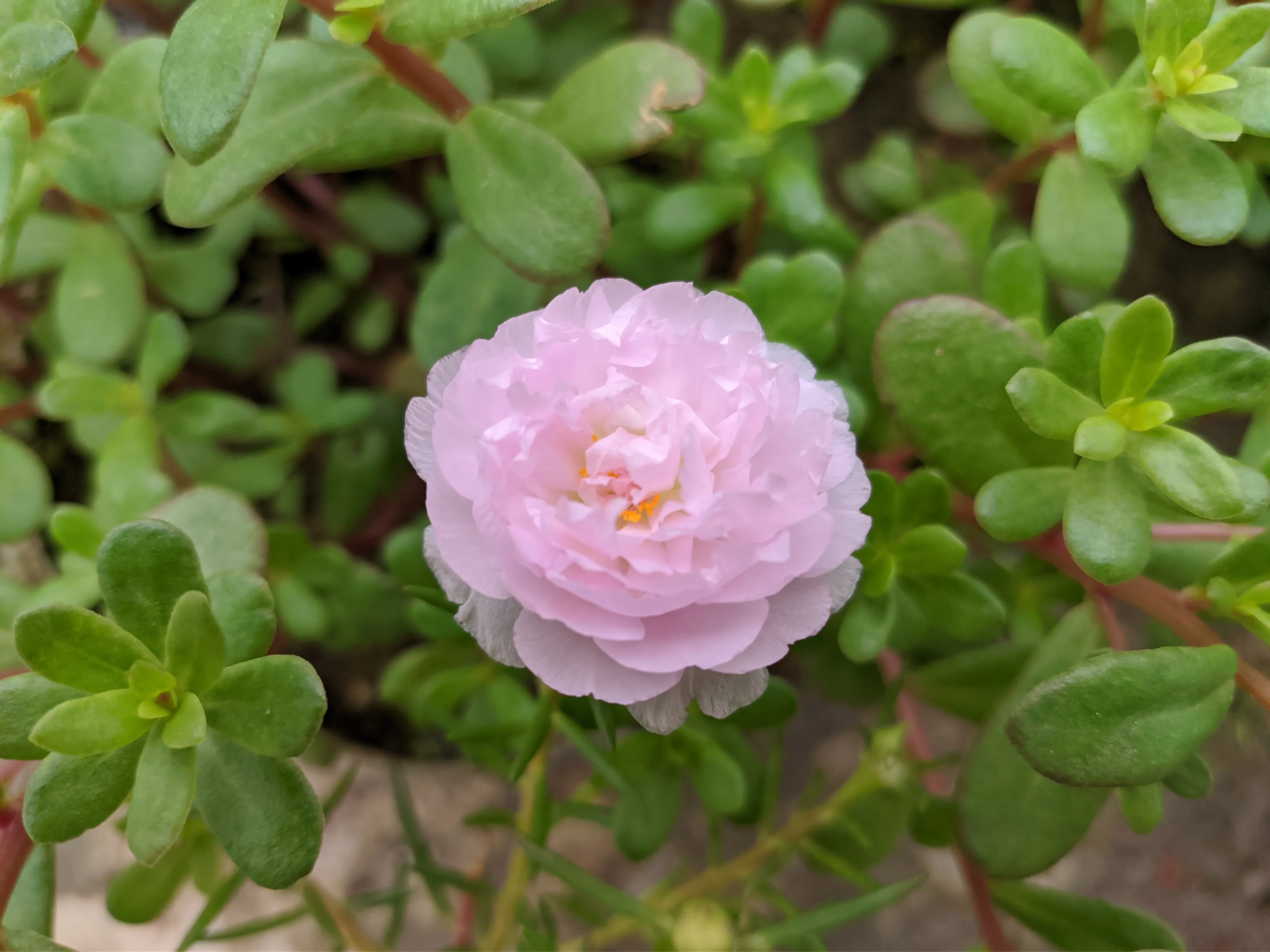 Portulaca