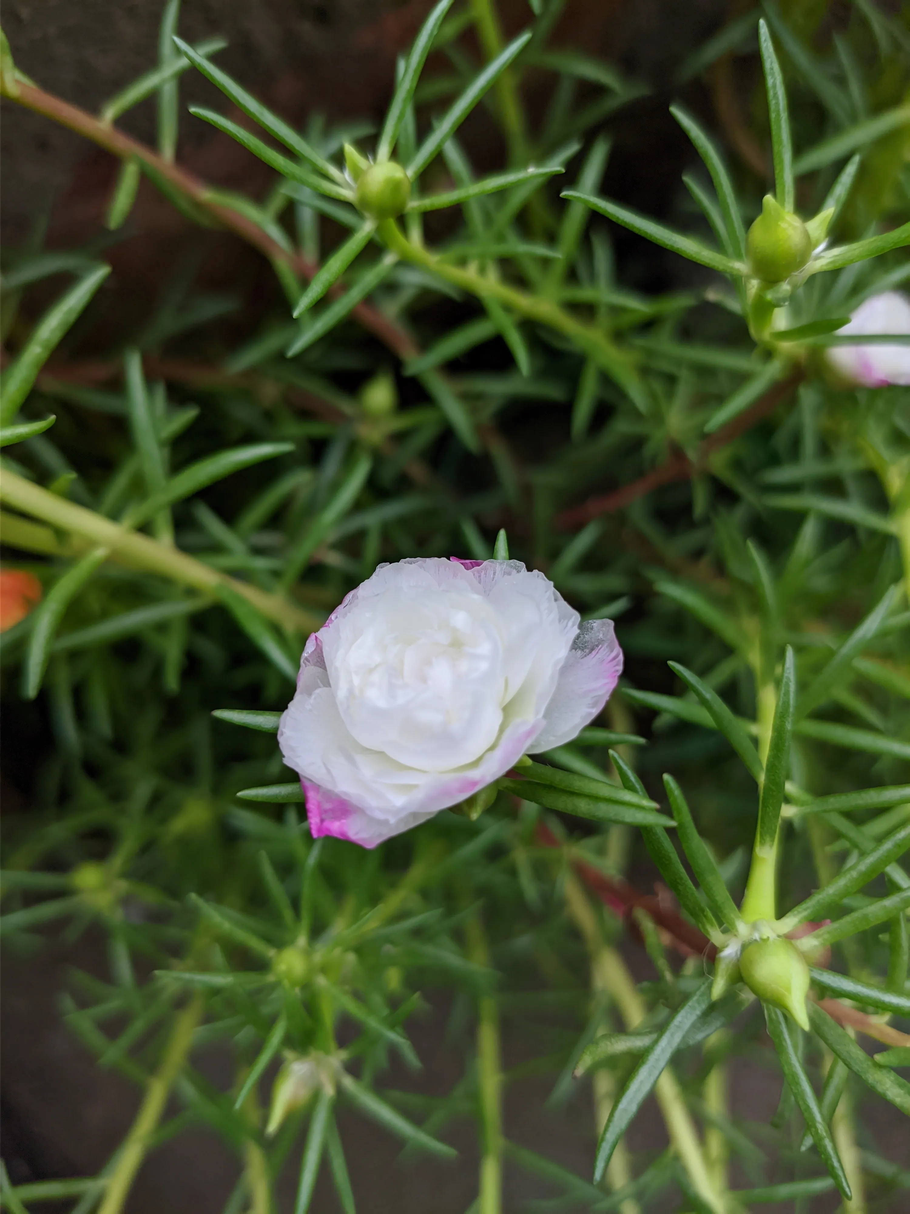 Portulaca