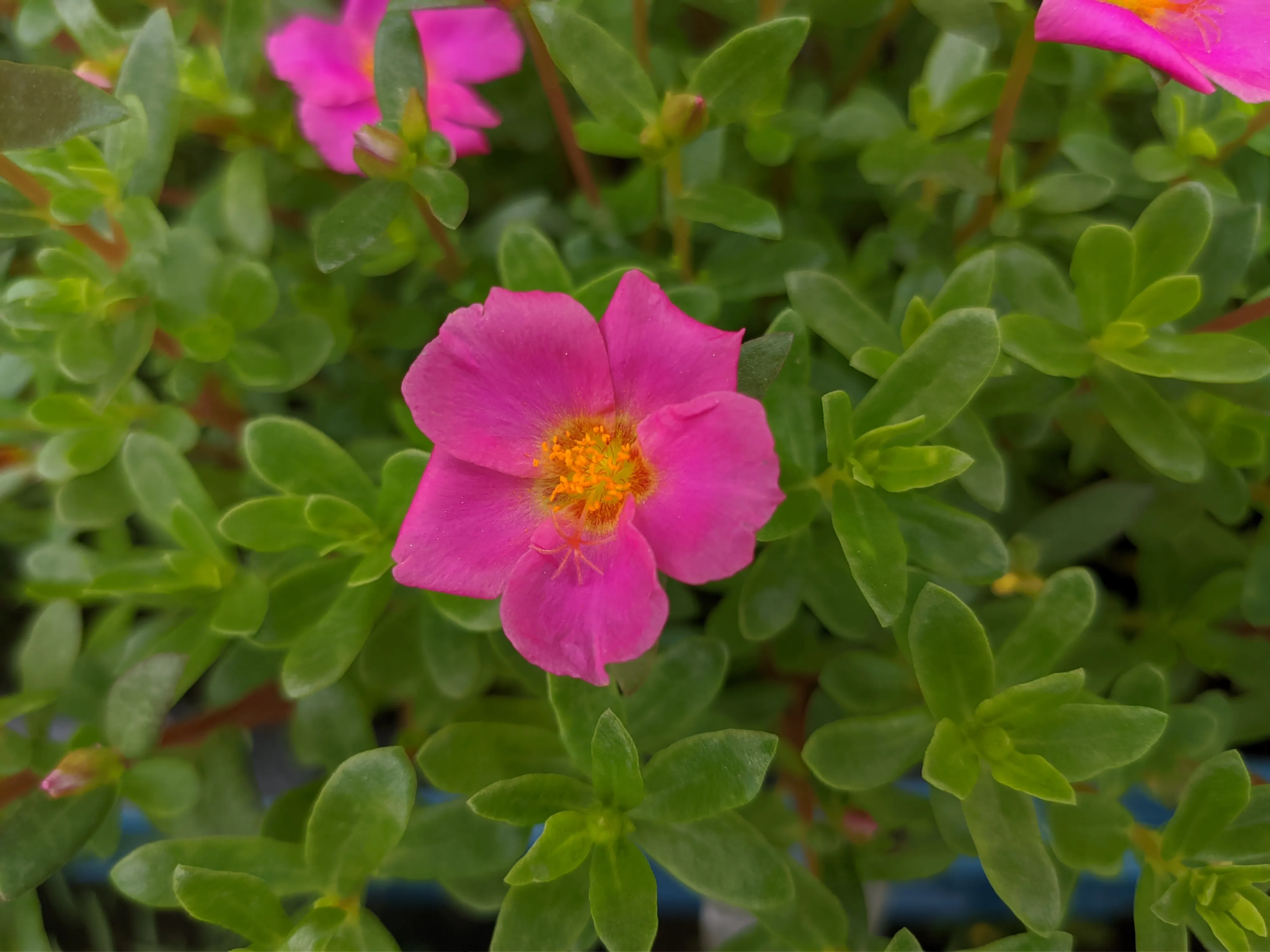 Portulaca