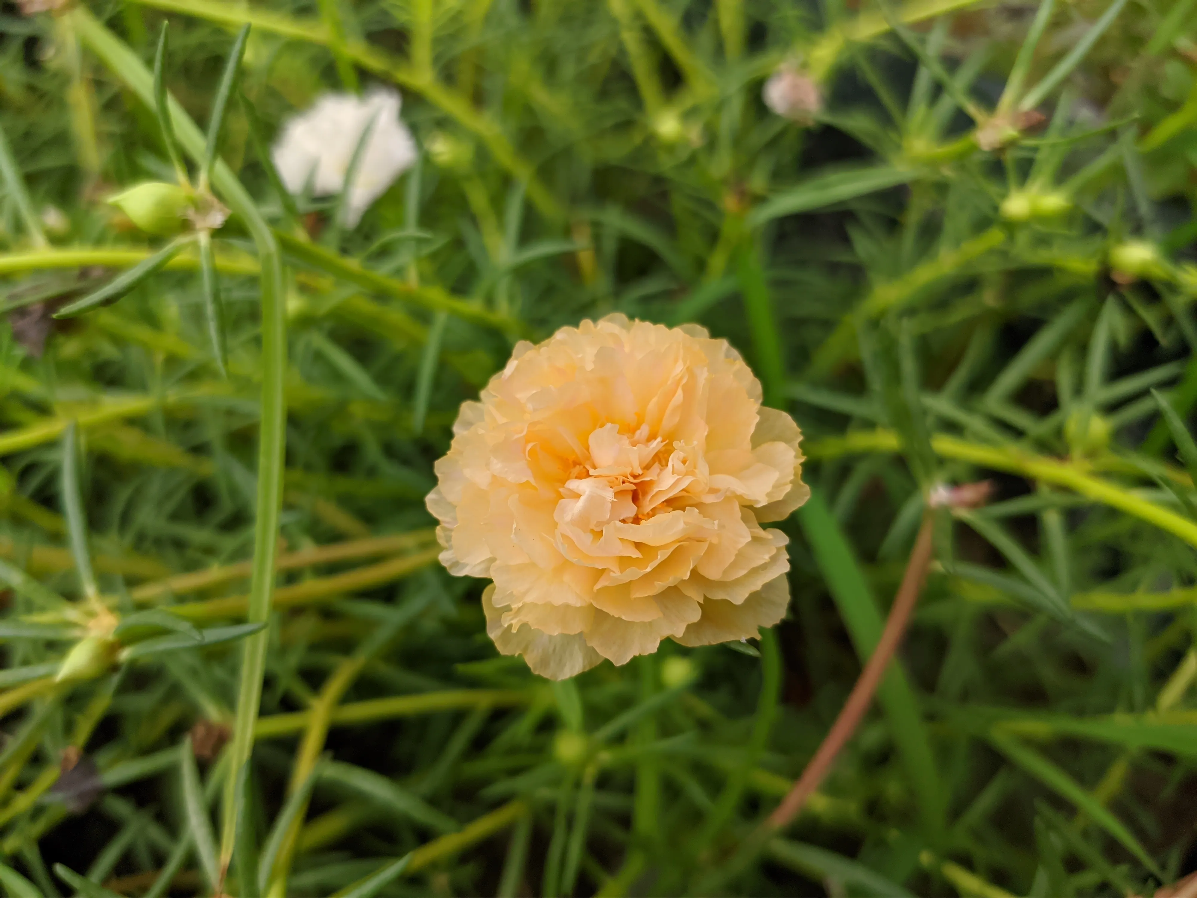 Portulaca