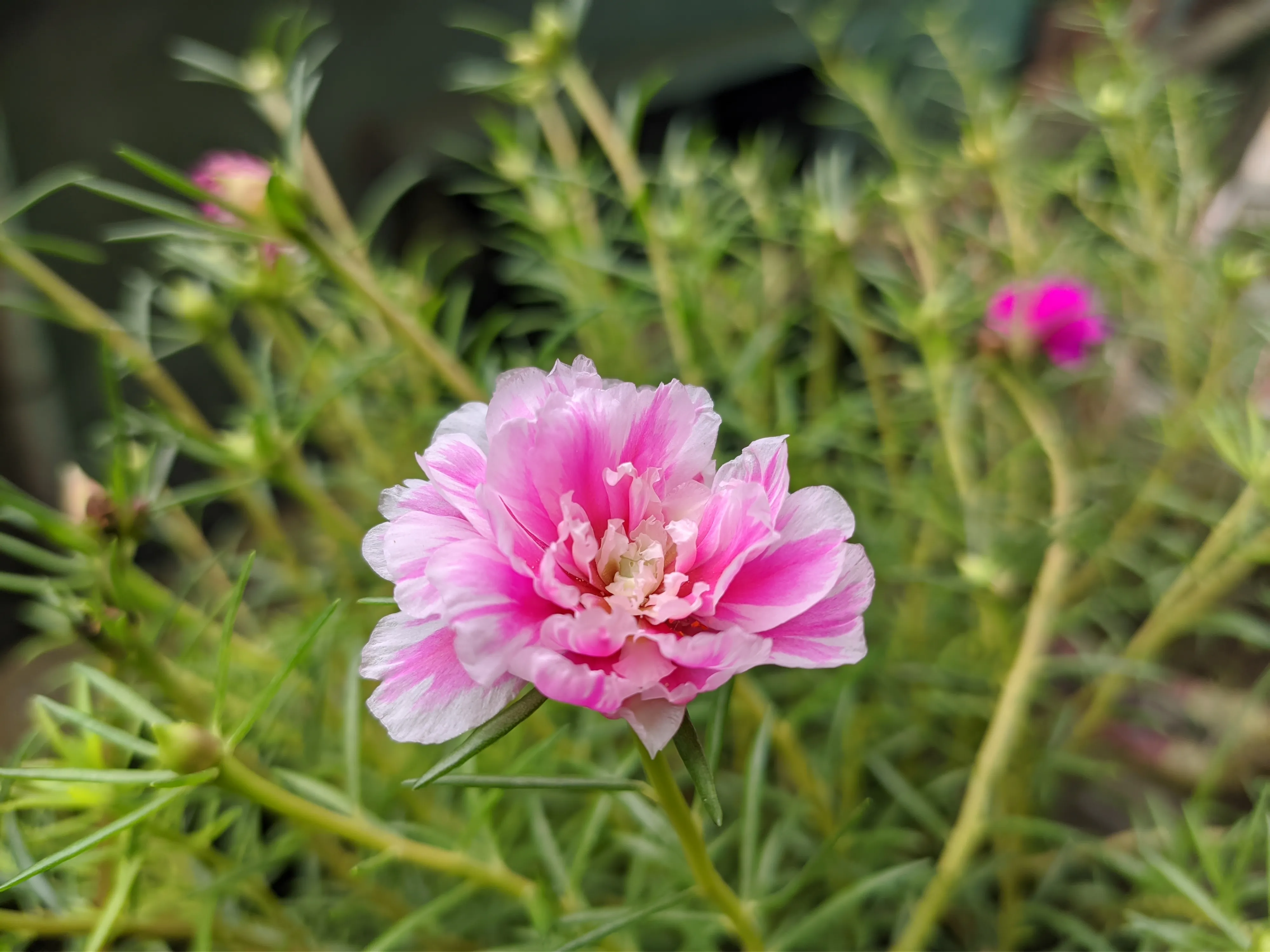 Portulaca