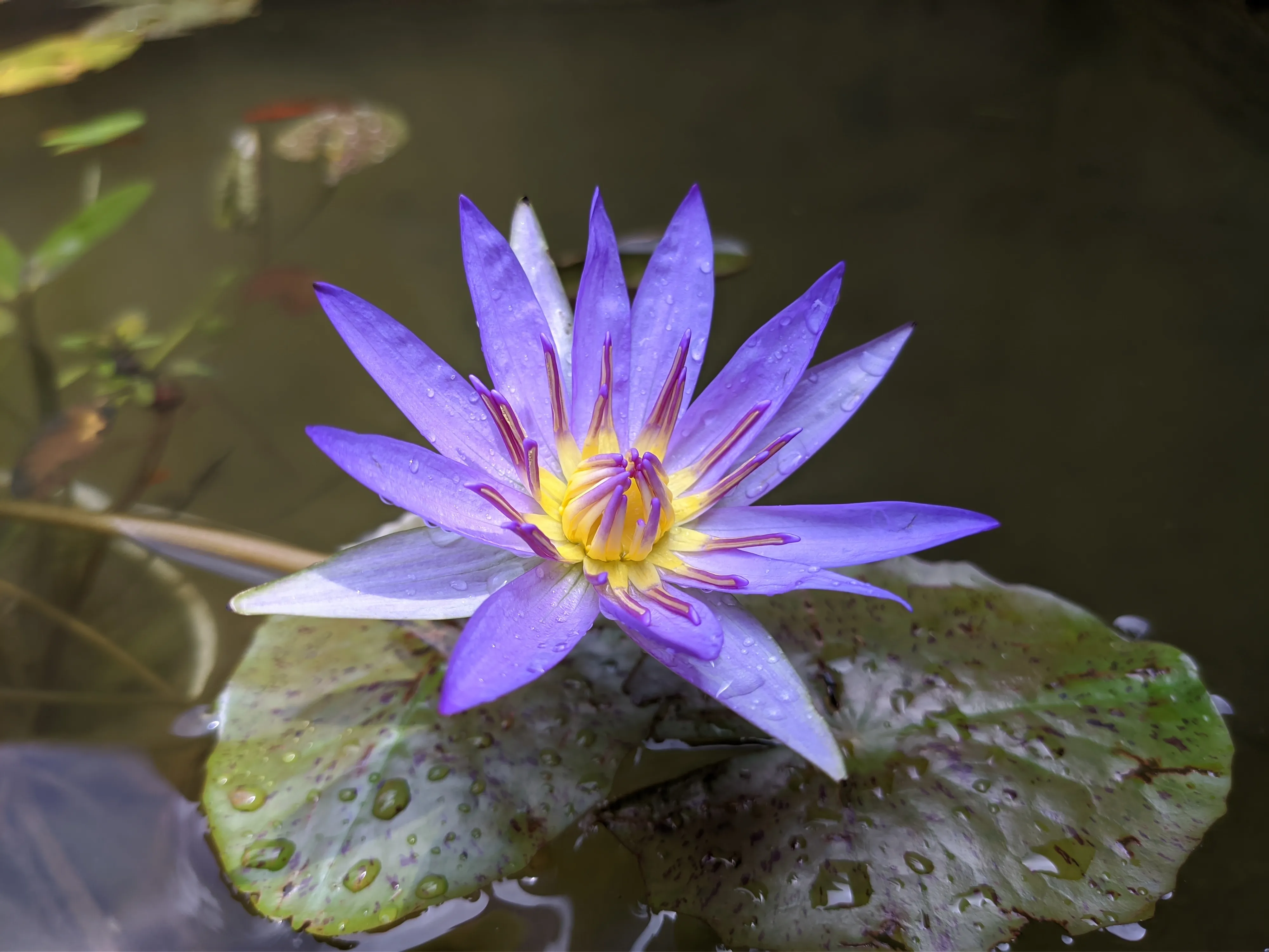 Water Lily