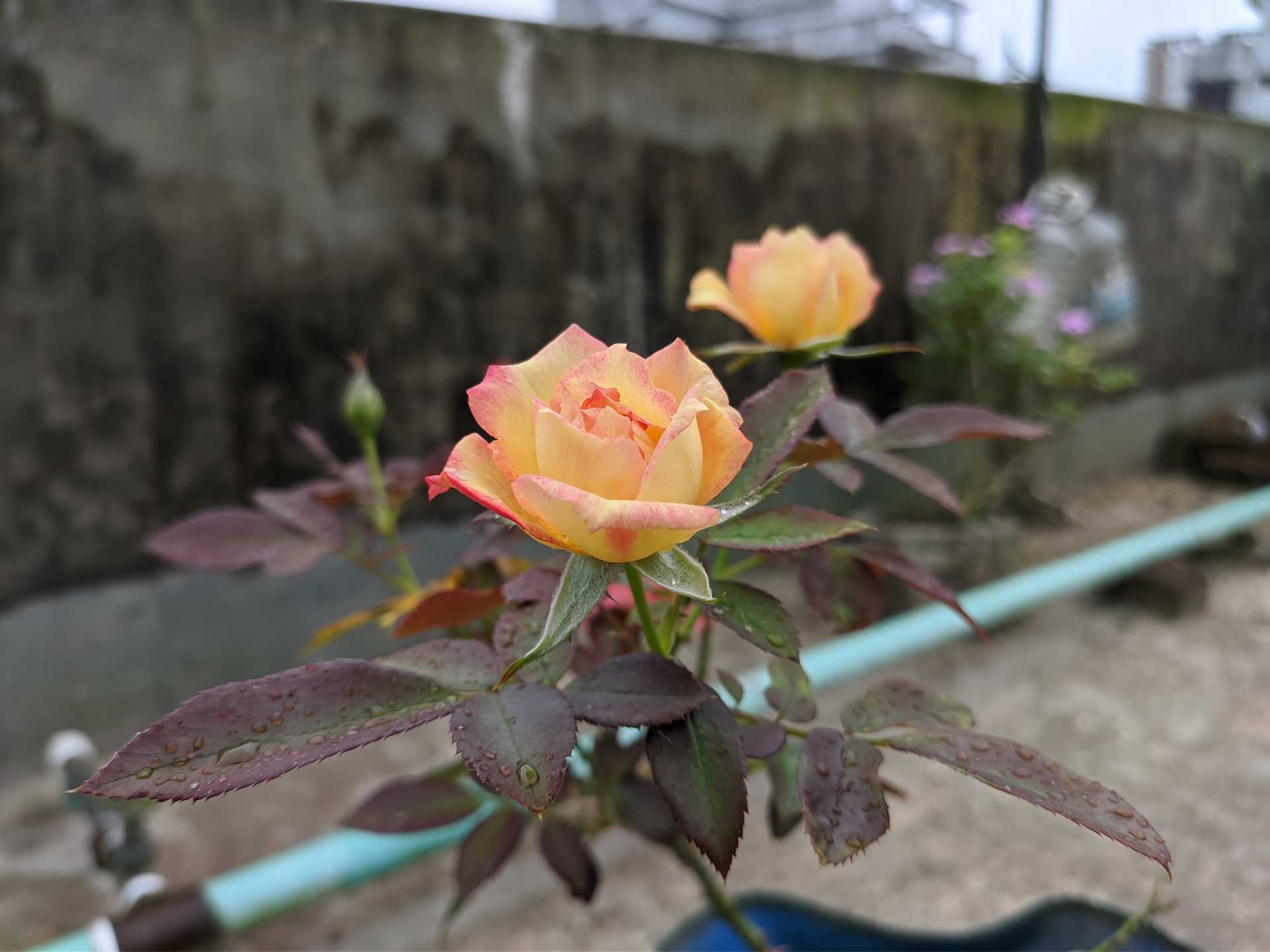 Rose (variety 01)