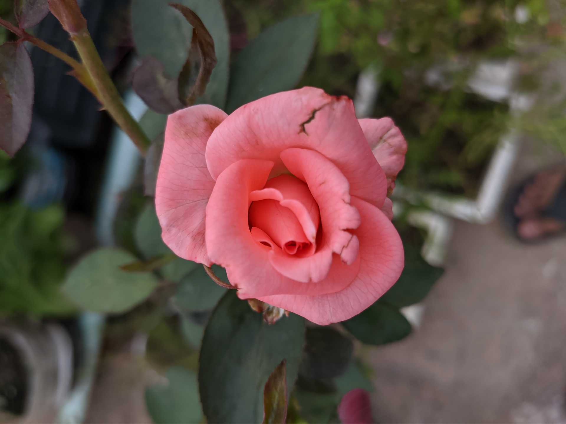 Rose (variety 02)