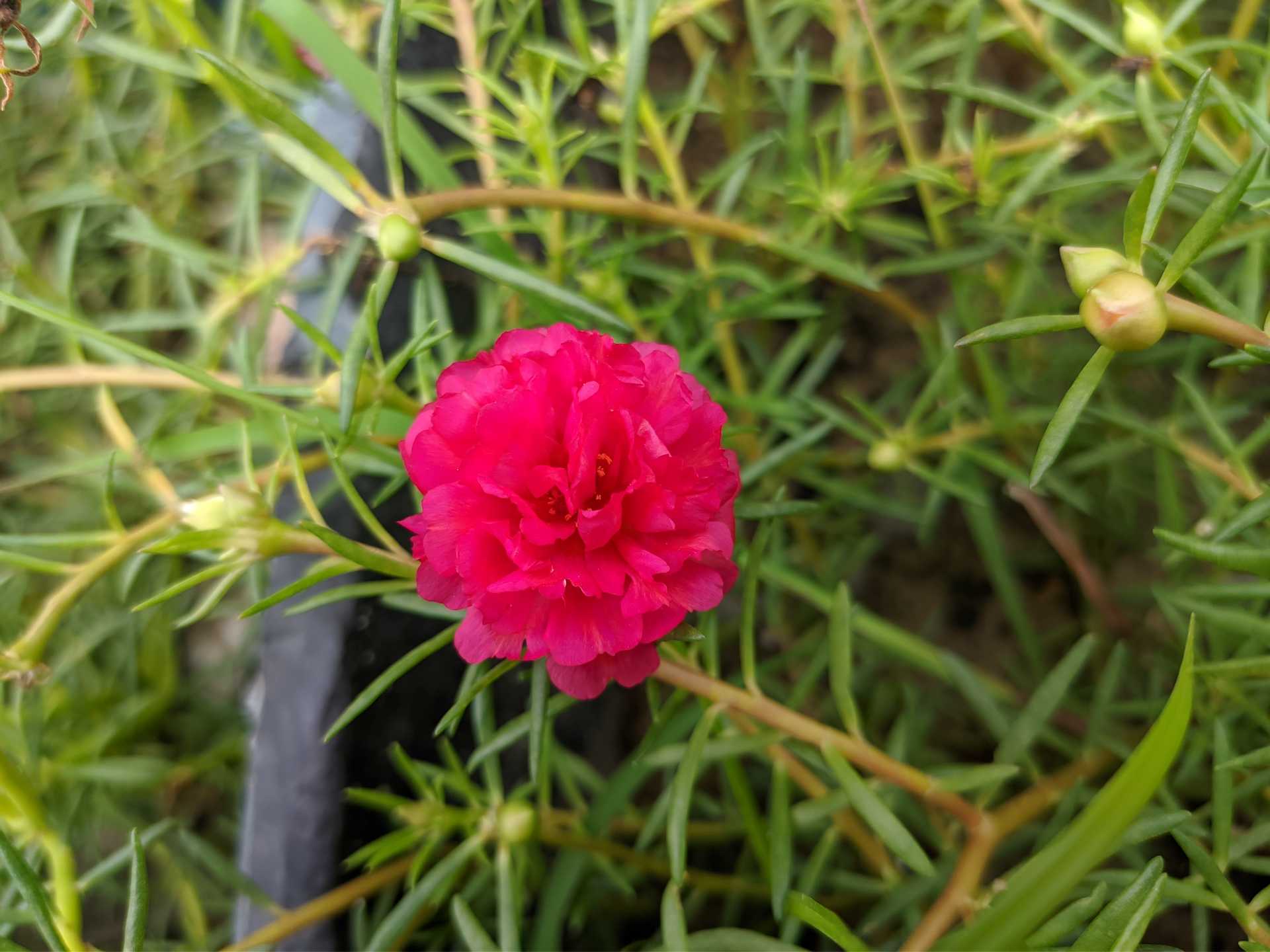 Portulaca (moss Rose variety 06)